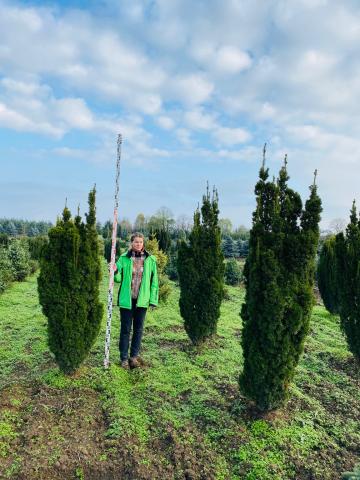 Taxus baccata 'Germers Gold'